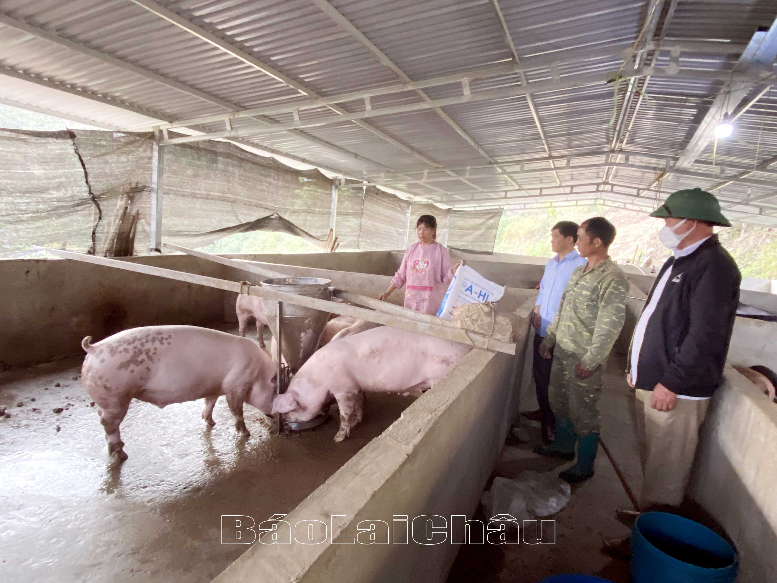 Gia đình anh Ly Seo Lù (thứ 2 từ phải sang) ở bản Tả Chải (xã Sì Lở Lầu) đầu tư phát triển chăn nuôi lợn quy mô lớn.